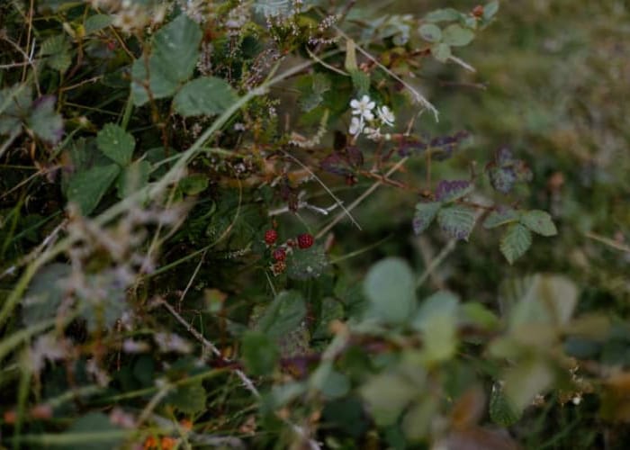 bramble removal garden clearance reading