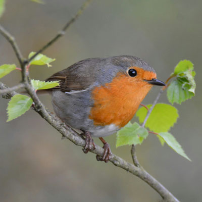 contact hungry robin gardening