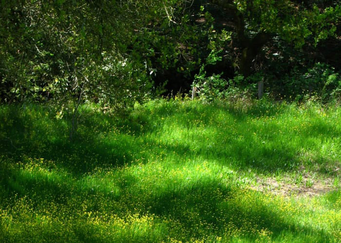 grass cutting long grass clearance strimming