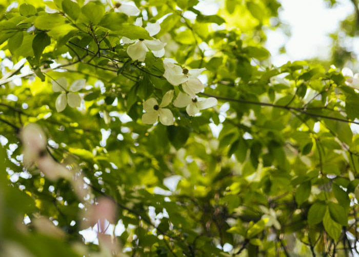 hedge bush shrub removal clearance reading