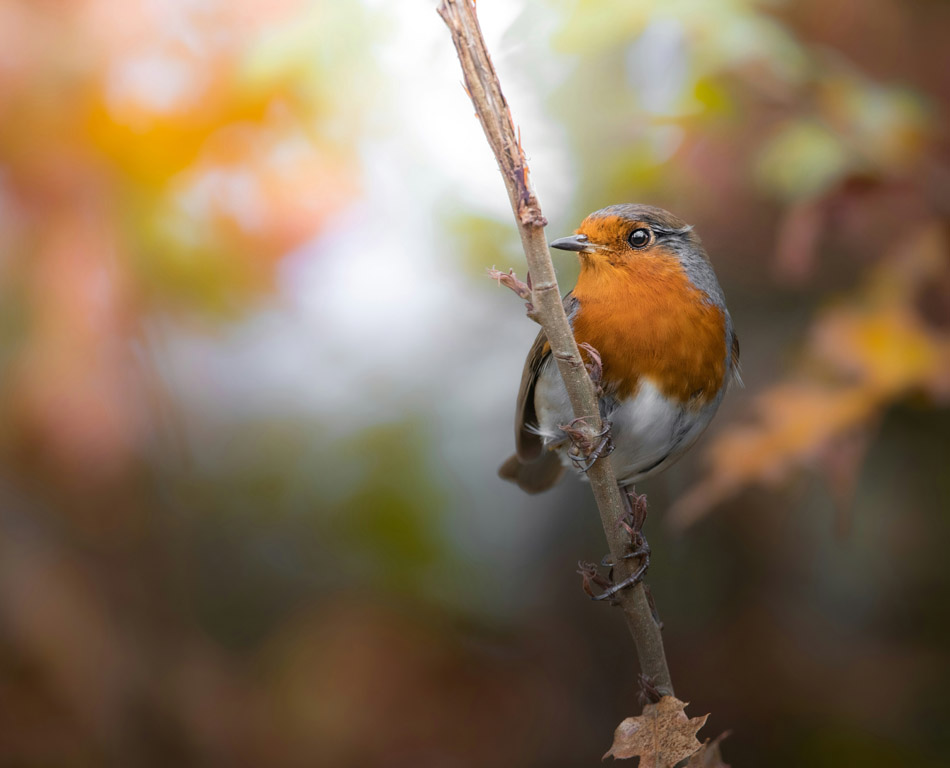 hungry robin gardeners reading