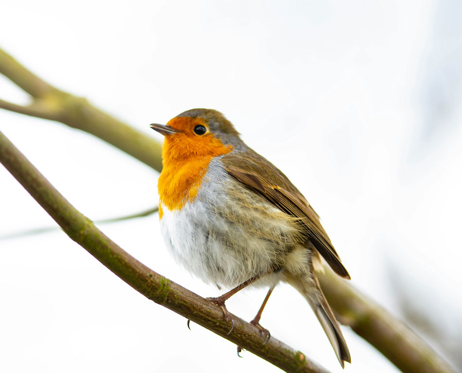 hungry robin gardening services
