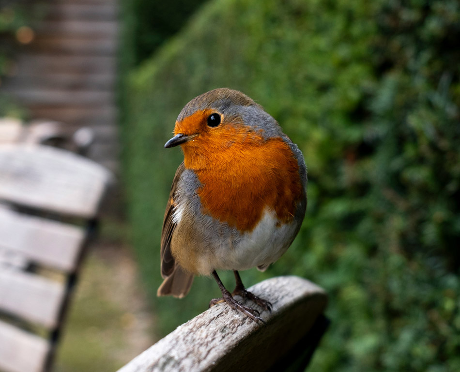 hungry robin local gardeners reading