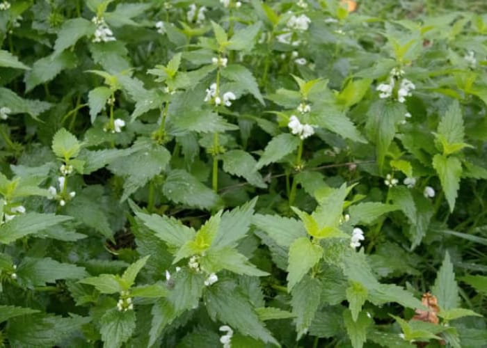 nettle clearance reading