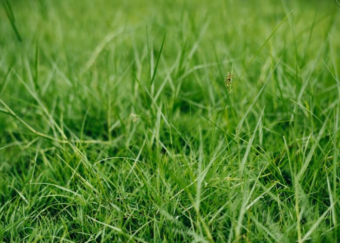 real grass turf installation reading