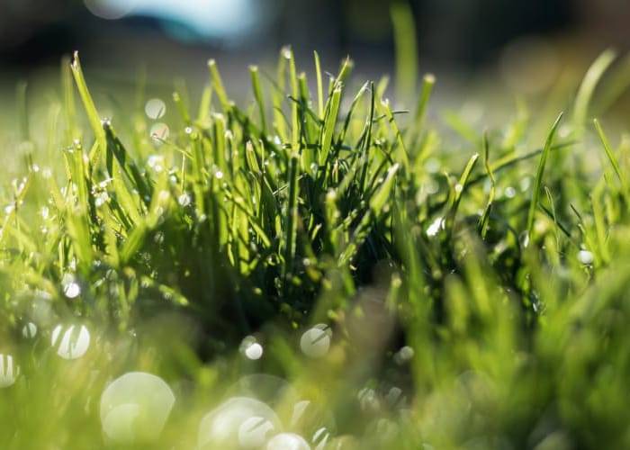 replacing lawn turf reading